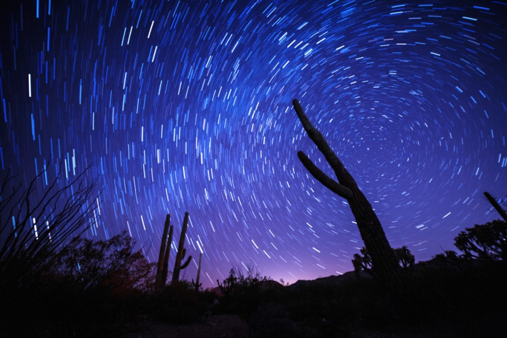 Star trail behind the silhouette of a cactus