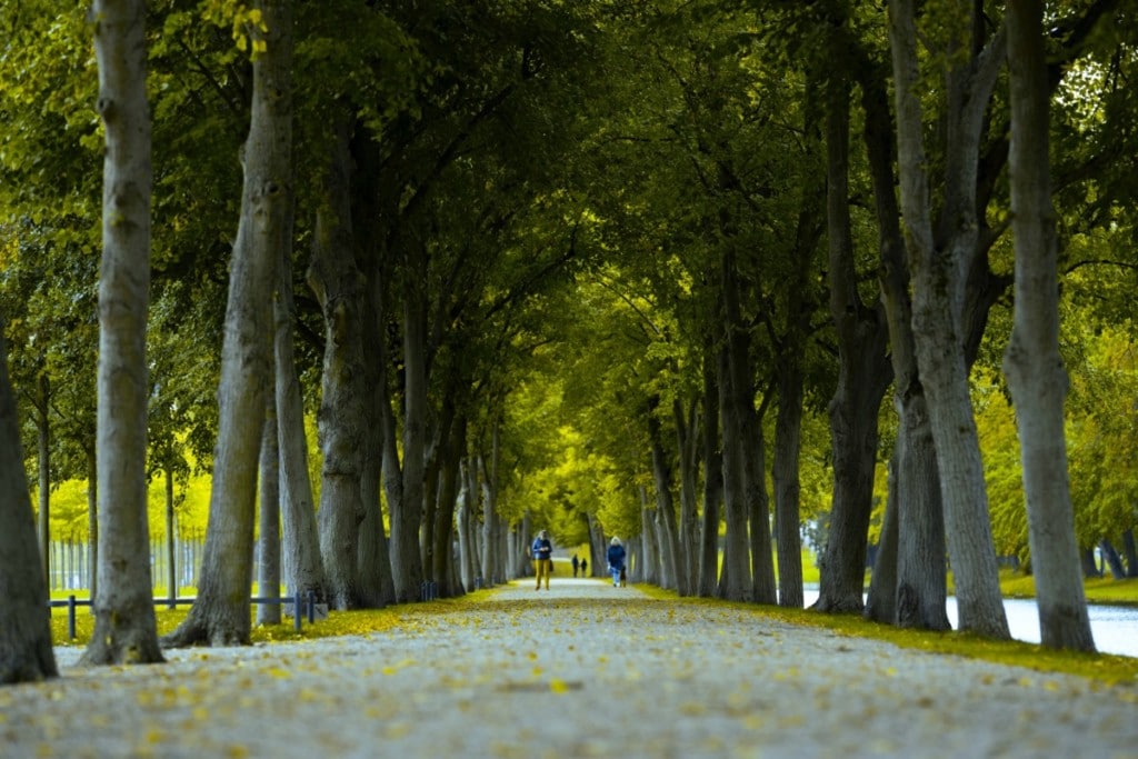 tree-lined walking path