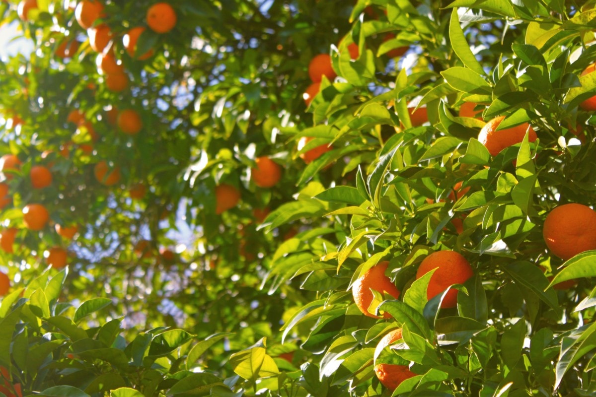 orange grove in orange california