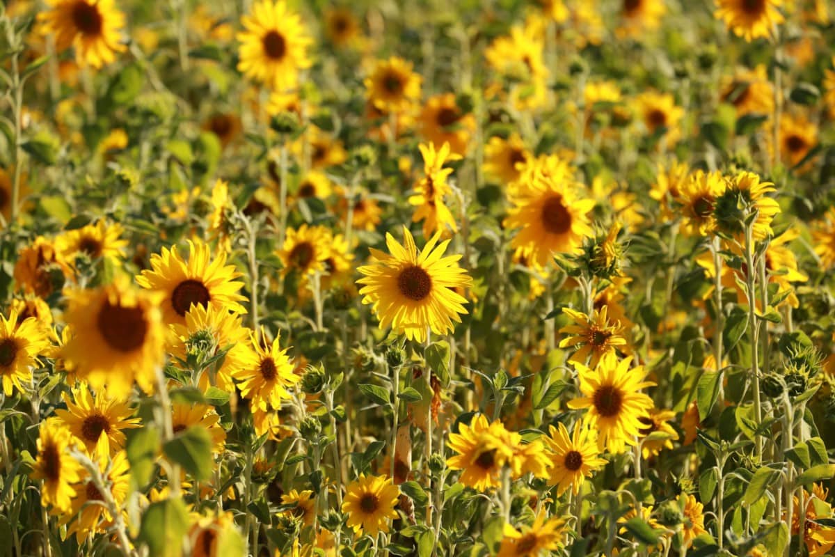 wildflowers in pomona california