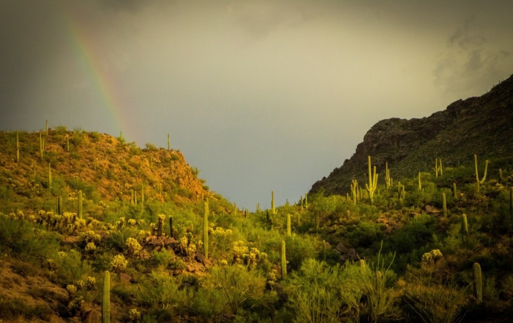 beautiful rainbow and desert landscape in tucson 