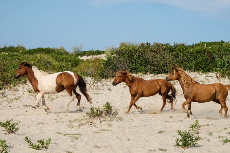 Horses running along the beach