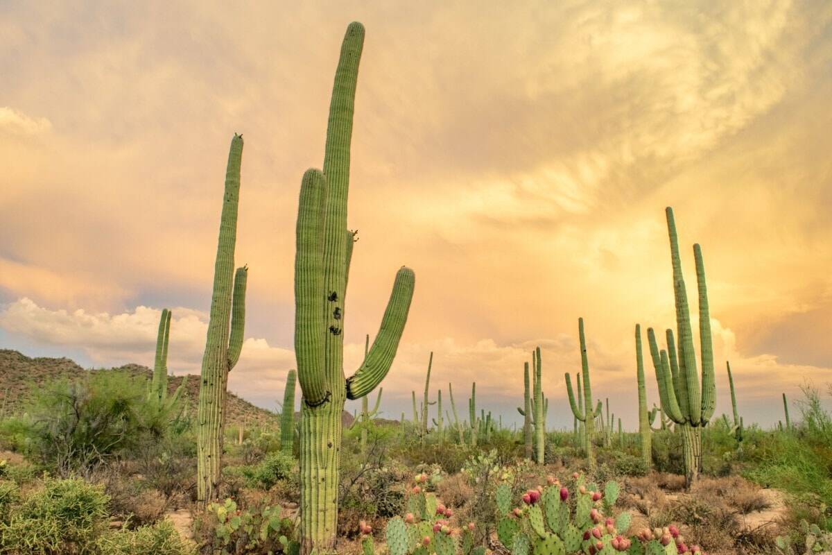 Saving For A House 10 Free Things To Do In Tucson Survey 1 Inc