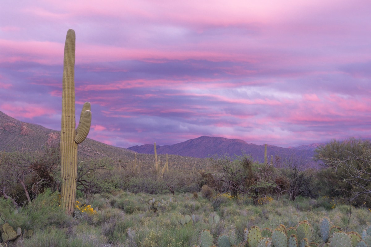 12 Things to Know Before Moving to Tucson, AZ Redfin