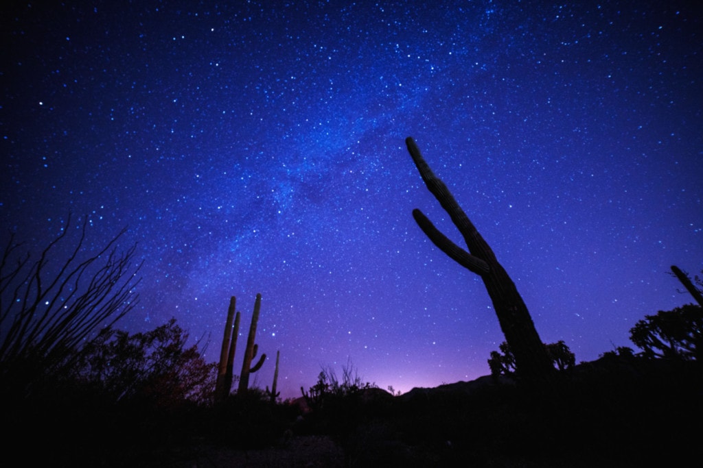 Milky way behind the silhouette of a cactus