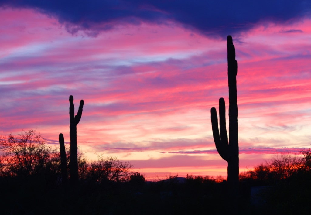 The saguaro cactus are black against a brilliantly colored sky at sunset