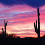 The saguaro cactus are black against a brilliantly colored sky at sunset