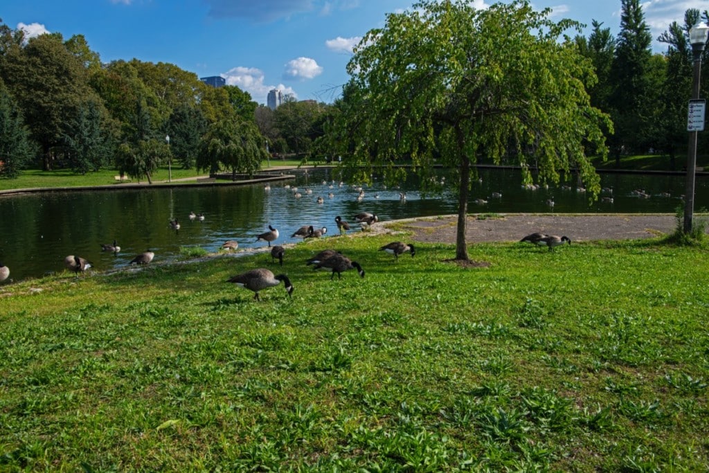 peaceful park with a pond an ducks