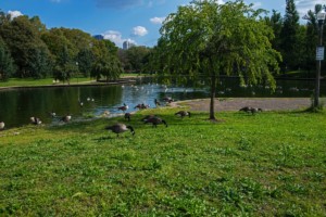 peaceful park with a pond an ducks