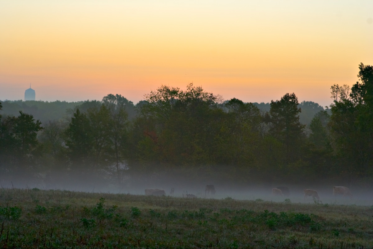 A field at sunrise in Durham, NC