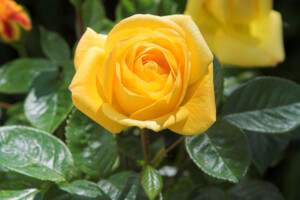 tx yellow rose