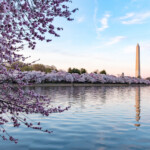During National Cherry Blossom Festival, Washington Monument in Washington DC,USA