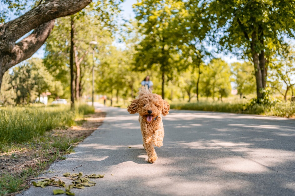 Poodle Dog In The Park