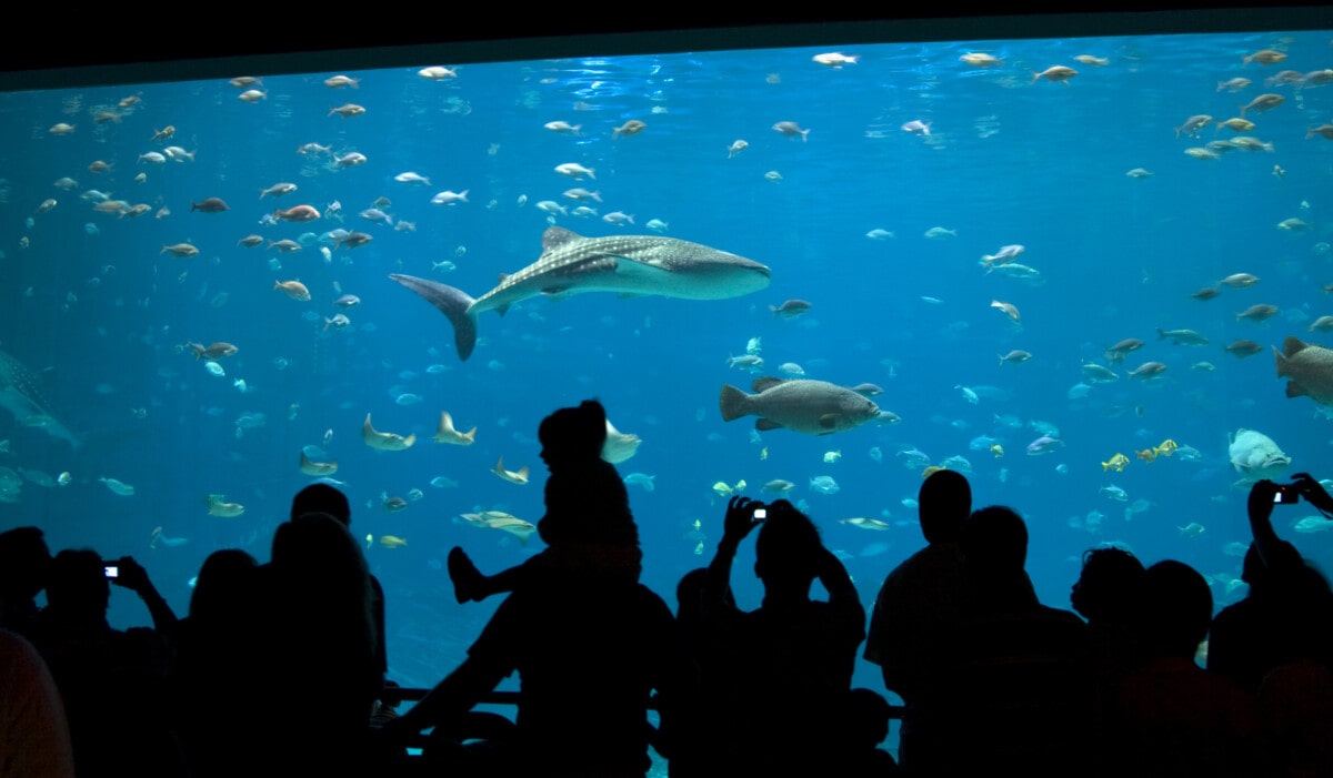 Image of silhouettes of people admiring fish in an aquarium, including a whale shark and a grouper.