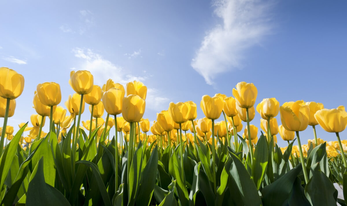 low angle view on yellow tulips in flower field in the spring