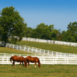 horses on a field in lexington kentucky_Getty