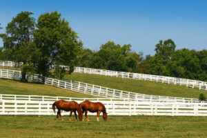 horses connected  a tract  successful  lexington kentucky_Getty