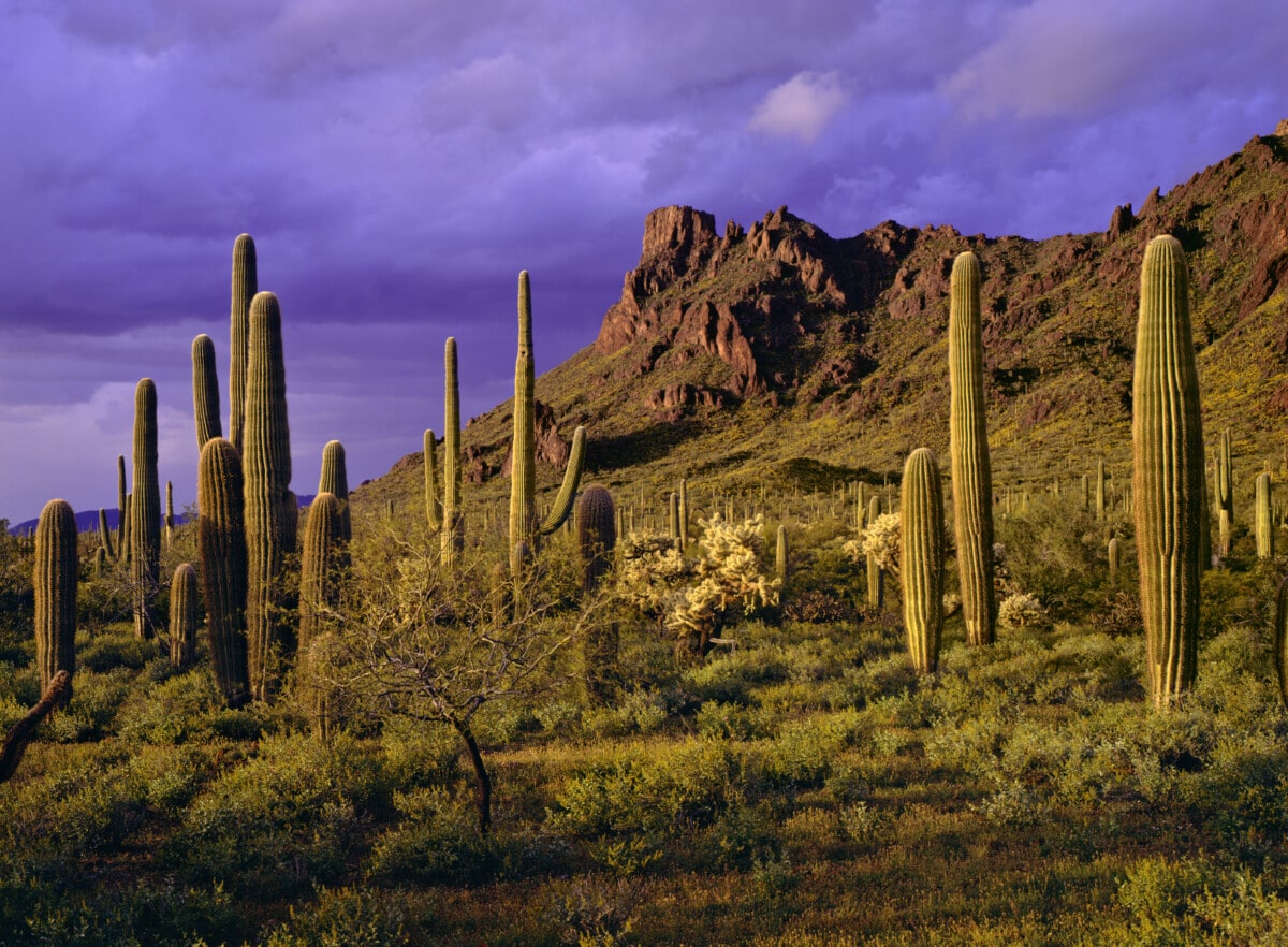 cactus and mountains in arizona_Getty