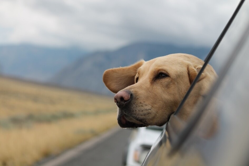 dog with head out window in car