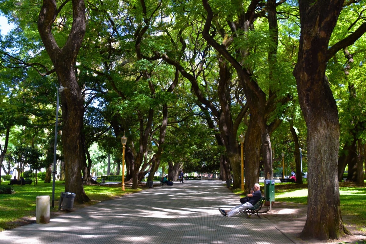 peaceful park with large lush trees