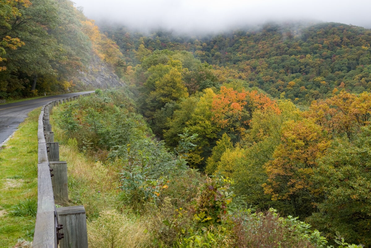 north carolina forest area with trees_Getty