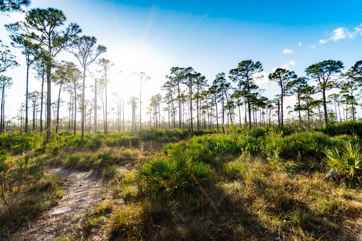 florida natural park with trees and vegetation_Getty