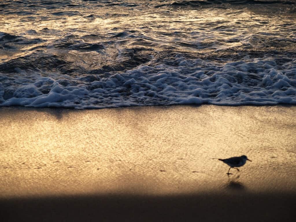 10 Most Affordable Boca Raton Suburbs to Live In Survey 1 Inc