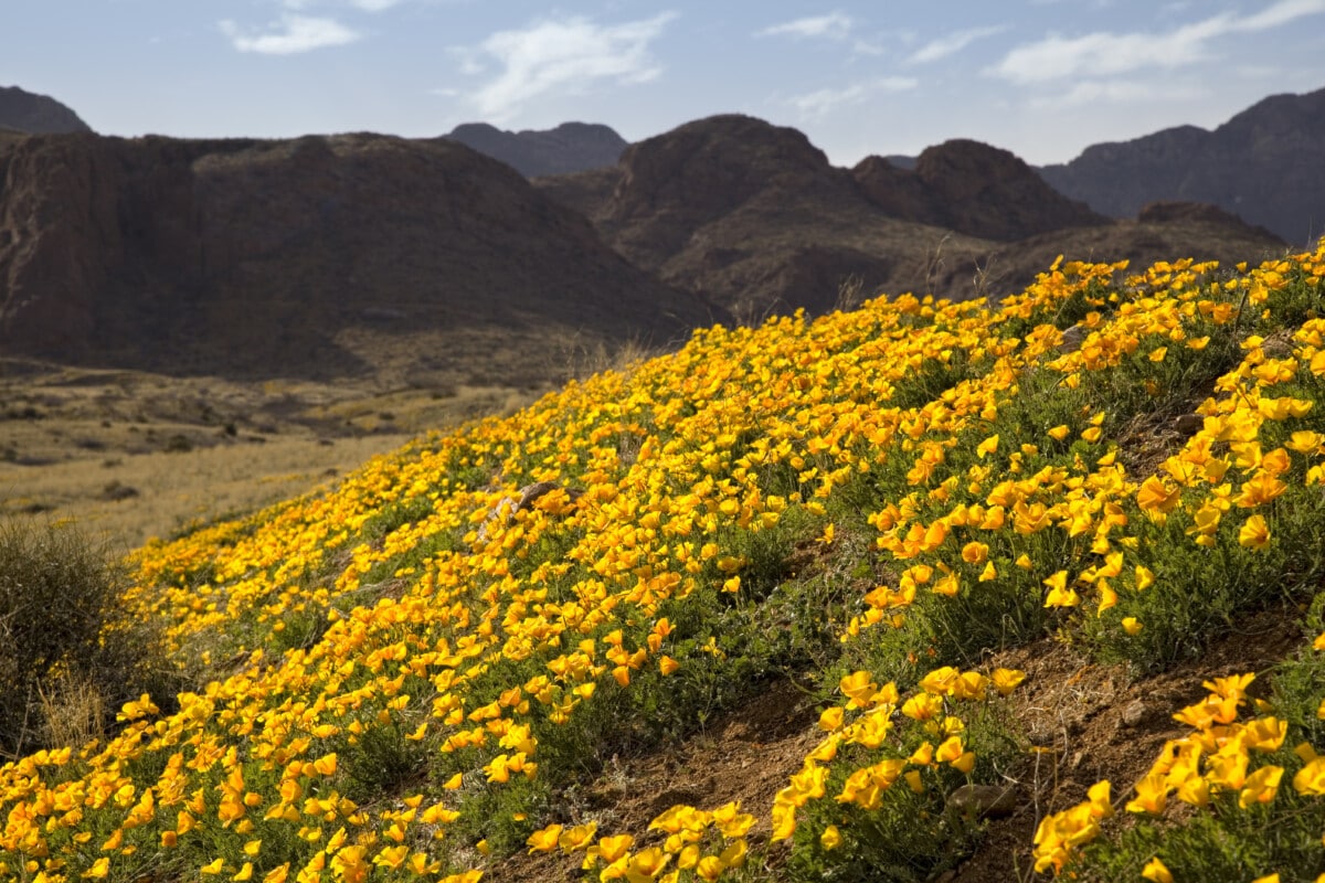poppies on mountain outside of el paso_Getty