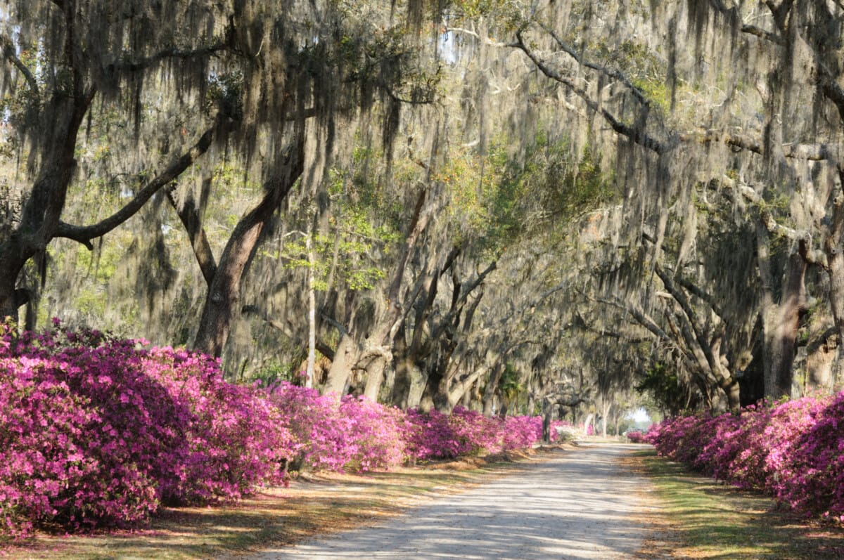 Road with Live Oaks and Azaleas in Savannah