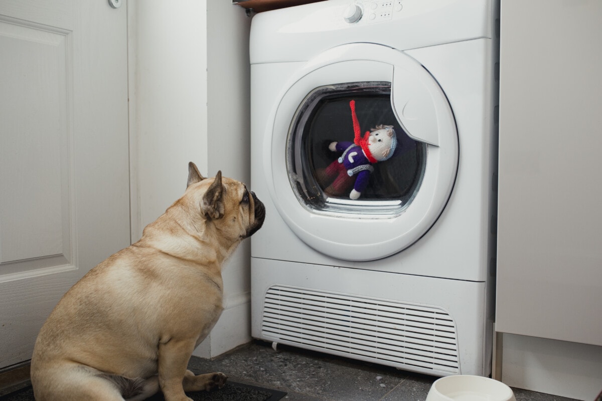 A dog watching his toy get washed in the washer machine 