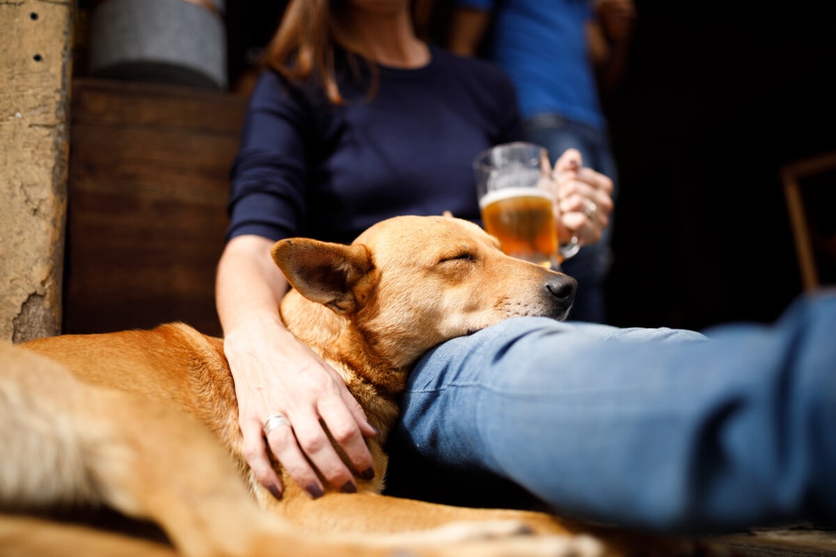 Dog laying head on woman's leg while she holds a beer