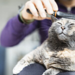 Pet owner using flea comb on cat