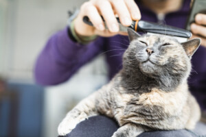 Pet owner using flea comb on cat