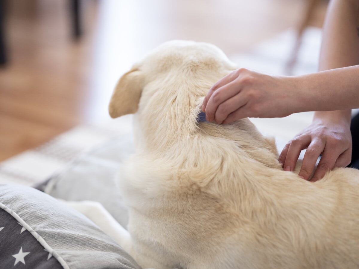 Tick and flea prevention for a dog