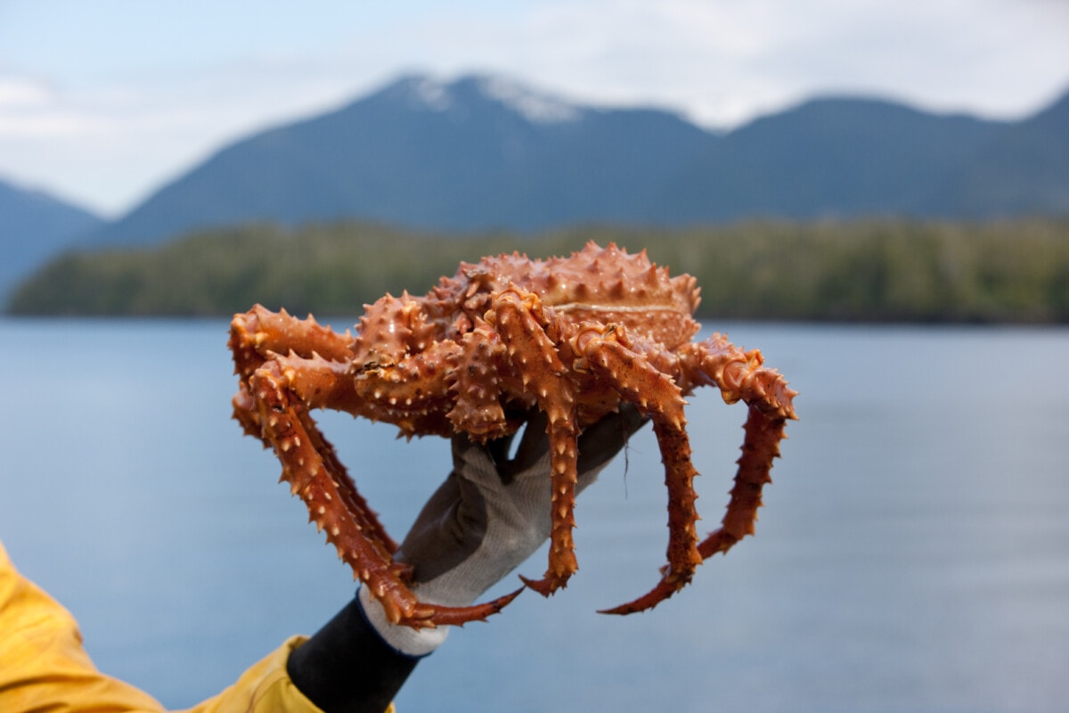 An Alaska King Crab