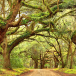 Giant oak trees draped with spanish moss line a scenic road in the South Carolina lowcountry on Edisto Island near Charleston. Charleston is the oldest and second-largest city in the State of South Carolina. Charleston is known for its rich history, antebellum architecture, and distinguished restaurants