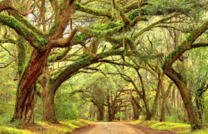 Giant oak trees draped with spanish moss line a scenic road in the South Carolina lowcountry on Edisto Island near Charleston. Charleston is the oldest and second-largest city in the State of South Carolina. Charleston is known for its rich history, antebellum architecture, and distinguished restaurants