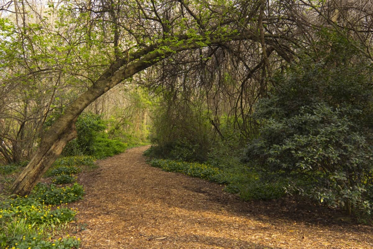 park area with trees in north carolina_Getty