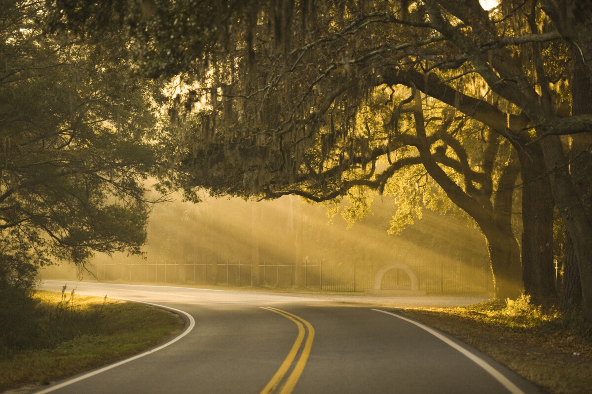 misty road with trees