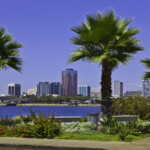 Long Beach skyline and palm trees. California _ getty