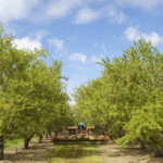 Almond Orchard With Ripening Fruit on Trees _ getty