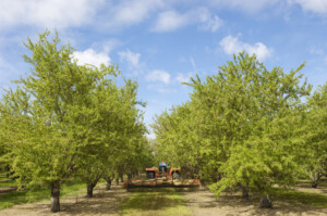 Almond Orchard With Ripening Fruit connected  Trees _ getty