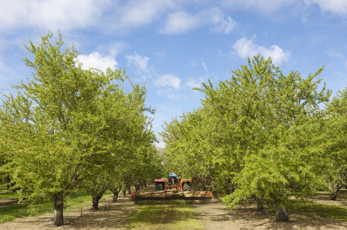 Almond Orchard With Ripening Fruit on Trees _ getty