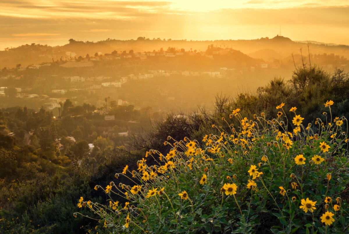 Hollywood Hills Mountain Landscape with Flowers Los Angeles Mulholland drive _ getty