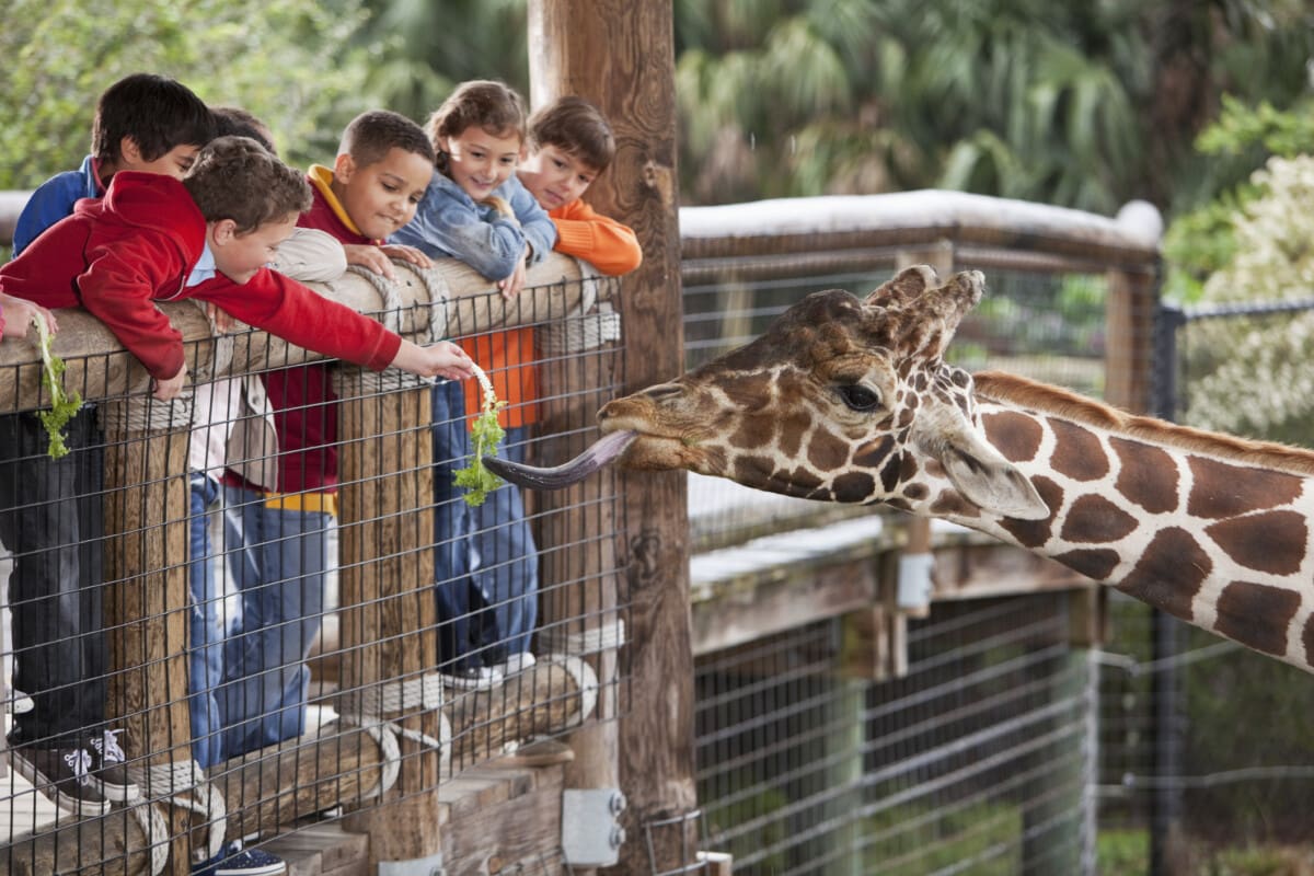 Children at zoo feeding giraffe in Jacksonville