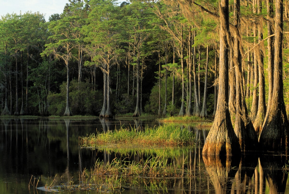 Cypress trees in the Bradford Lakes area, Tallahassee, Florida