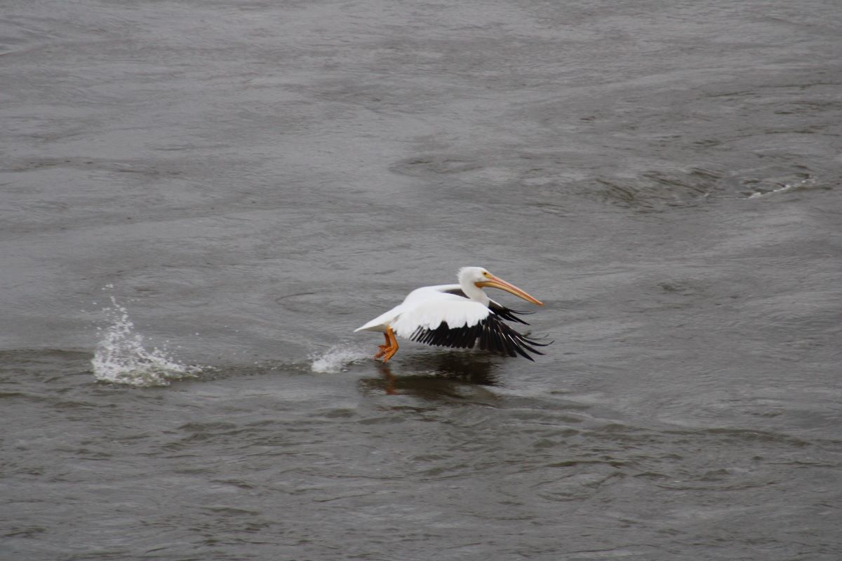 pelican on the arkansas river in little rock