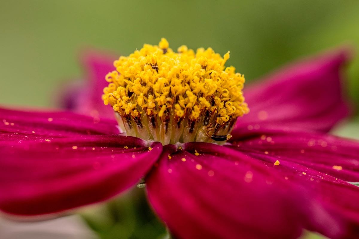pollen on a flower