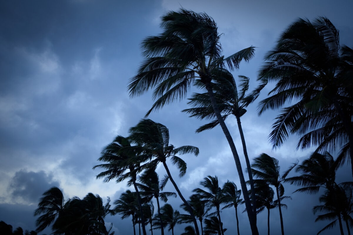 Palm trees blow in a tropical storm
