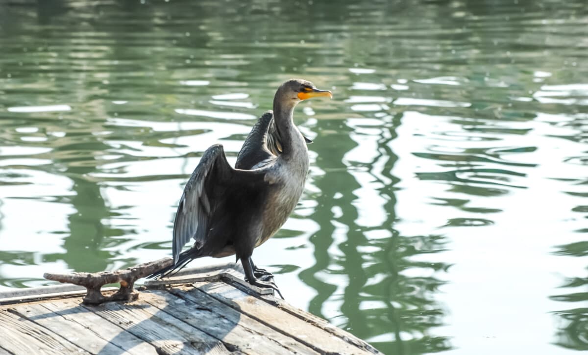 Double Crested Cormorant Standing on a Dock